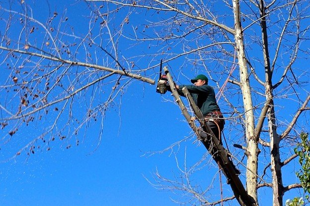 Leaning tree with exposed roots posing safety risk in Streetsboro, OH yard