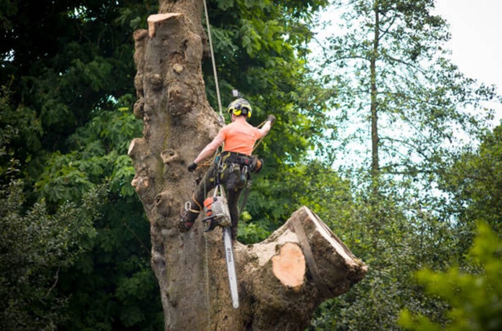 Safe tree removal service removing a large tree near a home in Streetsboro, OH