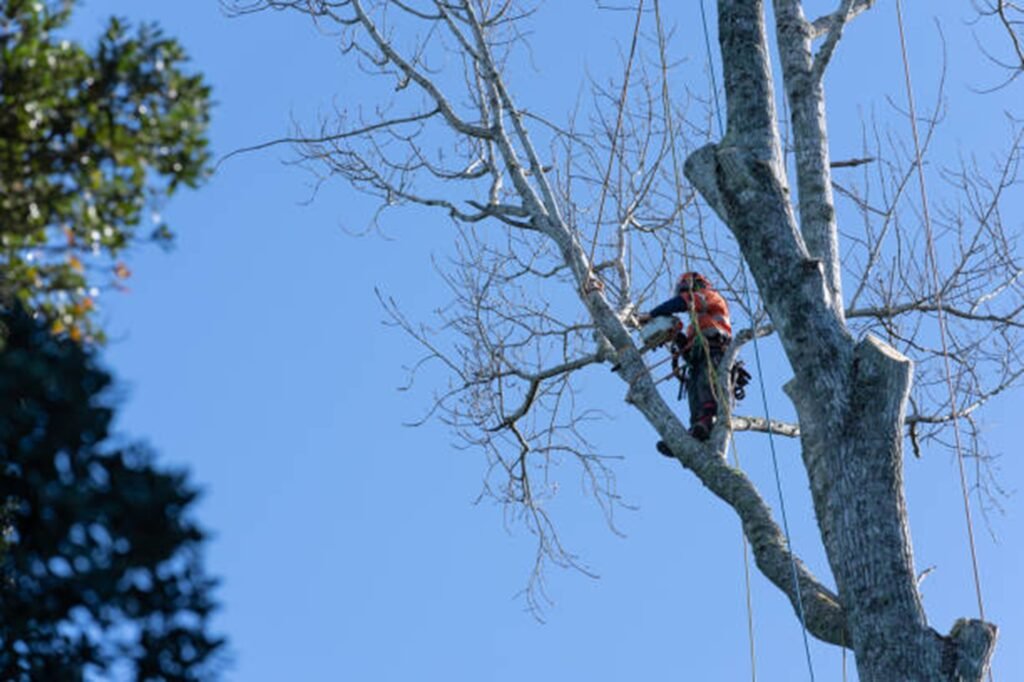 Professional tree removal crew safely cutting down a large tree near a home in Streetsboro, OH
