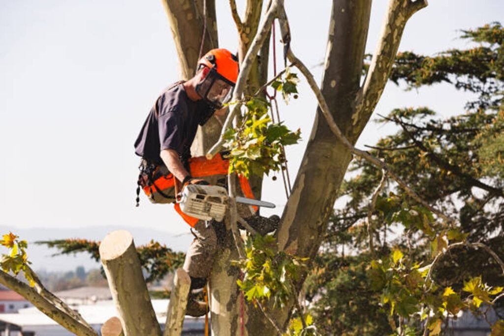 Overgrown and hazardous trees creating safety risks at a residential property in Streetsboro, OH