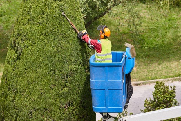 Professional tree trimming service in Northeast Ohio using lift equipment to safely shape and maintain large evergreen trees