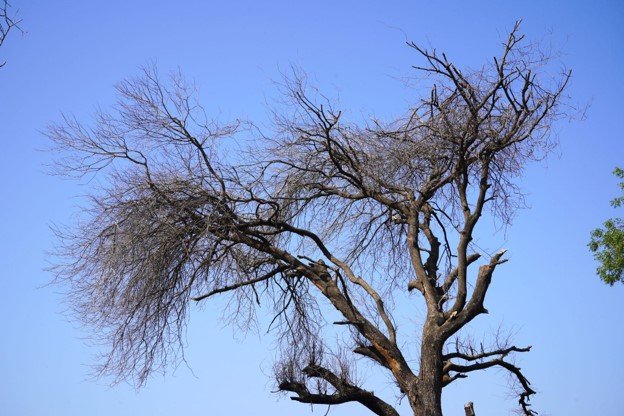 Dead and damaged tree with broken branches showing signs of tree failure in Streetsboro, Ohio