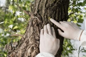 Close-up of tree bark inspection for disease and damage during professional tree maintenance service in Streetsboro, Ohio
