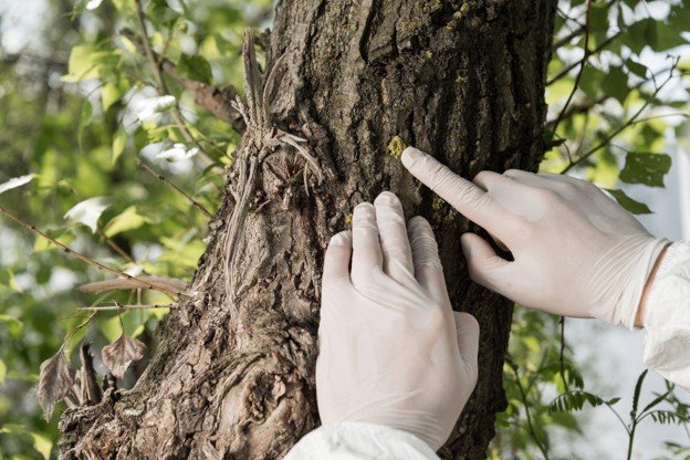 Close-up of tree bark inspection for disease and damage during professional tree maintenance service in Streetsboro, Ohio